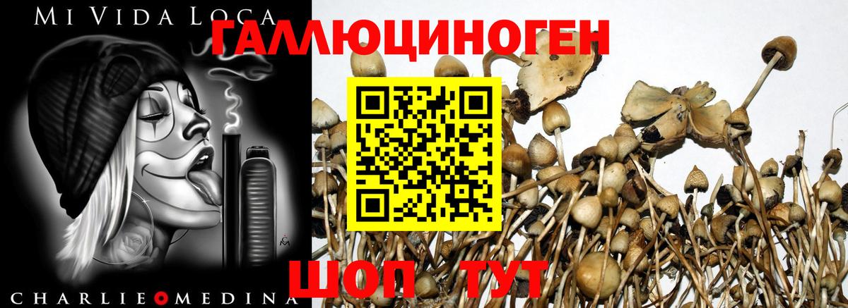 цена   Псилоцибиновые грибы GOLDEN TEACHER  Вход с VPN  Коммунар  Галлюциногенные грибы мицелий 
